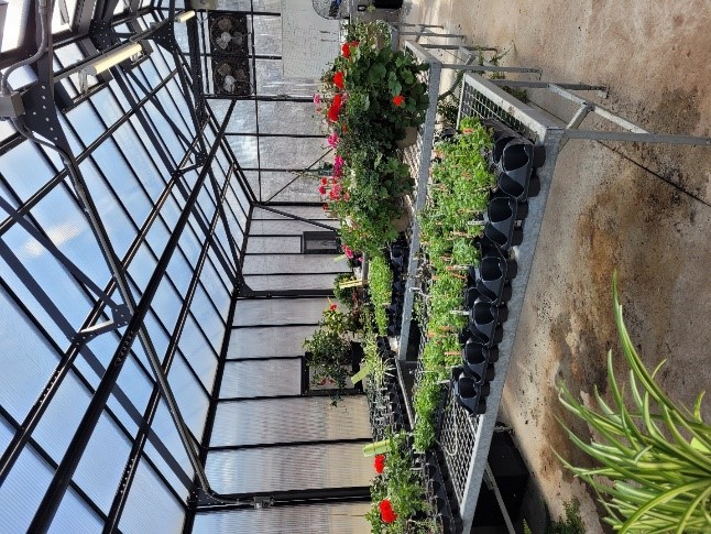 Plants in greenhouse